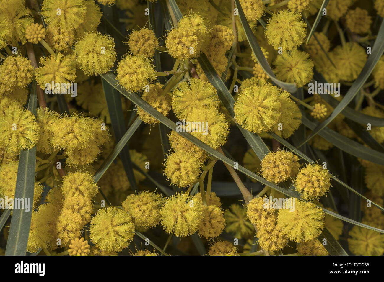 Coojong ou couronne d'Or, l'Acacia Acacia saligna en pleine floraison. Banque D'Images