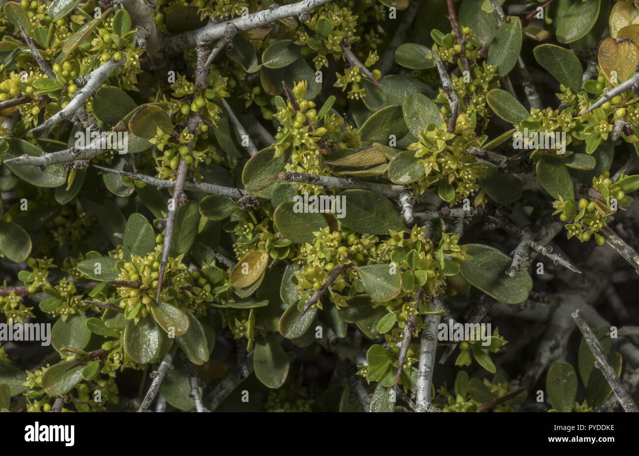 Le nerprun Rhamnus lycioides épineux, ssp. oleoides, en fleurs au printemps. Rhodes. Banque D'Images