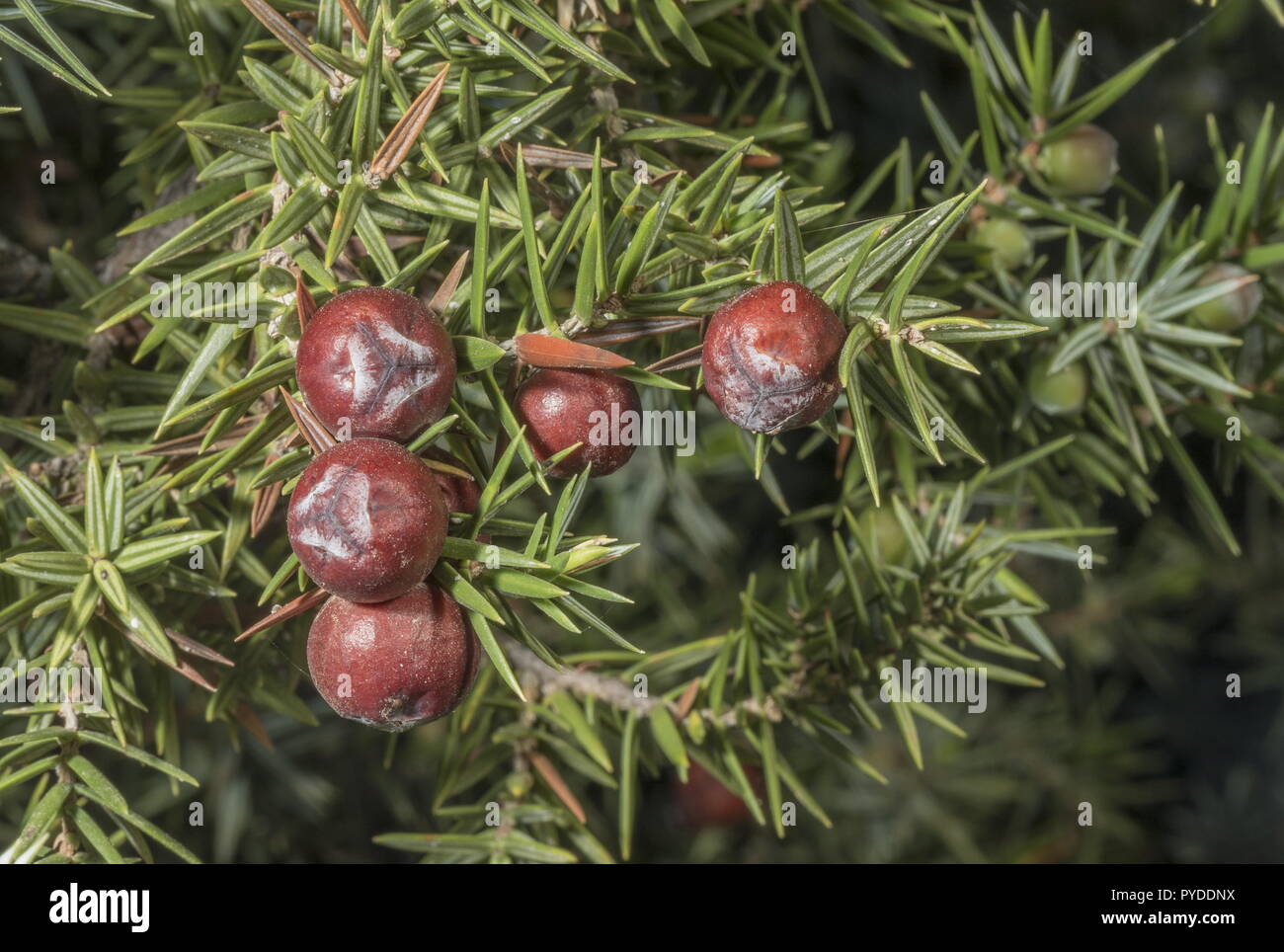 L'oponce de genévrier, Juniperus oxycedrus ssp deltoides, dans le secteur des fruits ; Rhodes. Banque D'Images