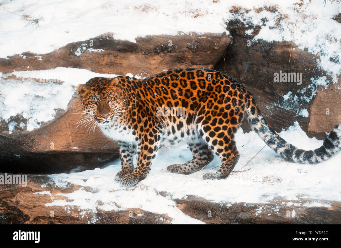 Amur Leopard, les grands félins, l'Asie, Captive Banque D'Images