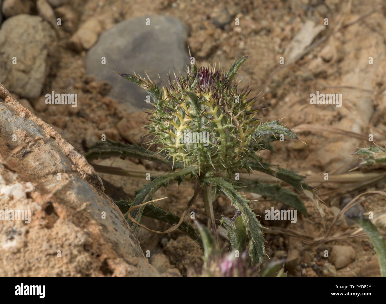Atractylis cancellata, chardon Birdcage ssp. cancellata, Rhodes. Banque D'Images