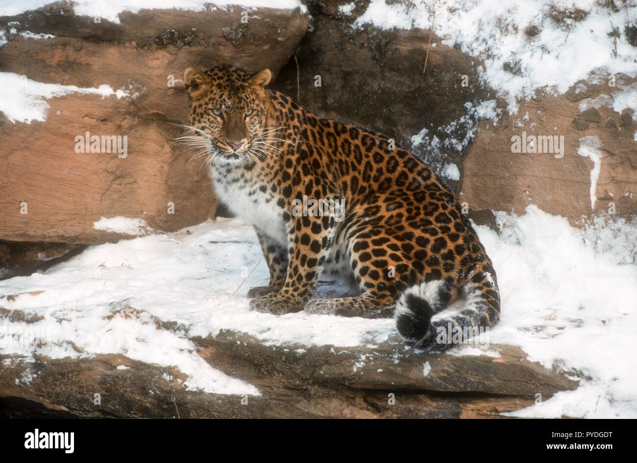 Amur Leopard, les grands félins, l'Asie, Captive Banque D'Images