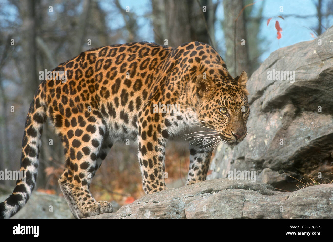 Amur Leopard, les grands félins, l'Asie, Captive Banque D'Images