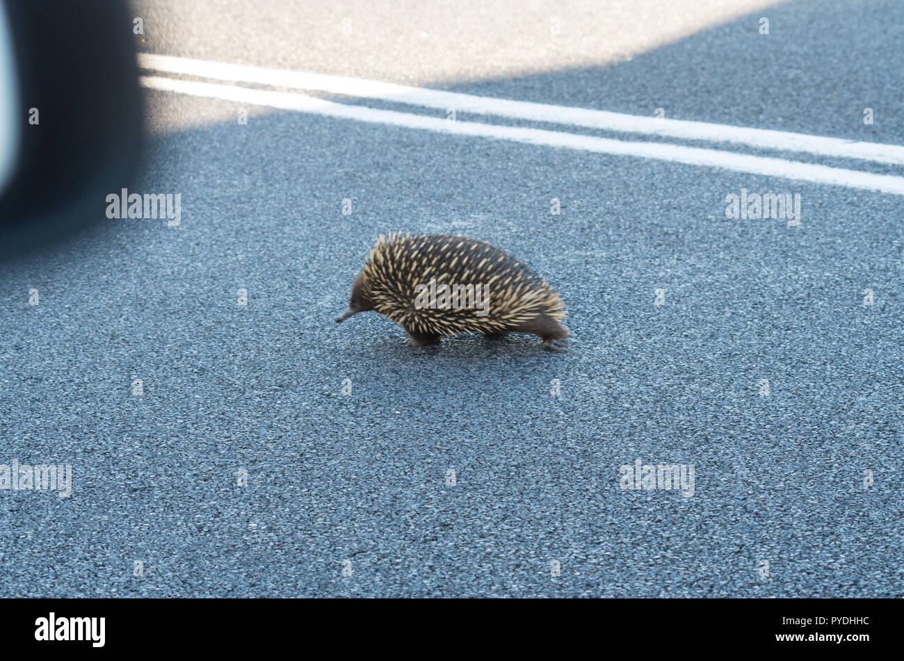 Echidna traversent la route lentement dans l'après-midi sur l'Alpine Way Banque D'Images