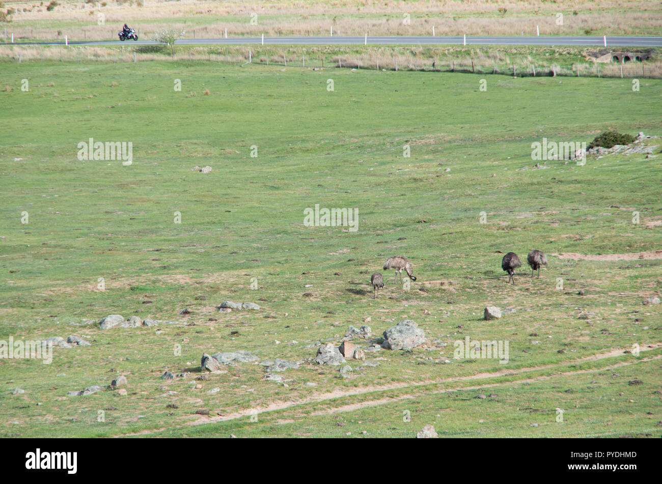 Les émeus la marche et se nourrir dans un champ dans la région de montagne enneigée Banque D'Images