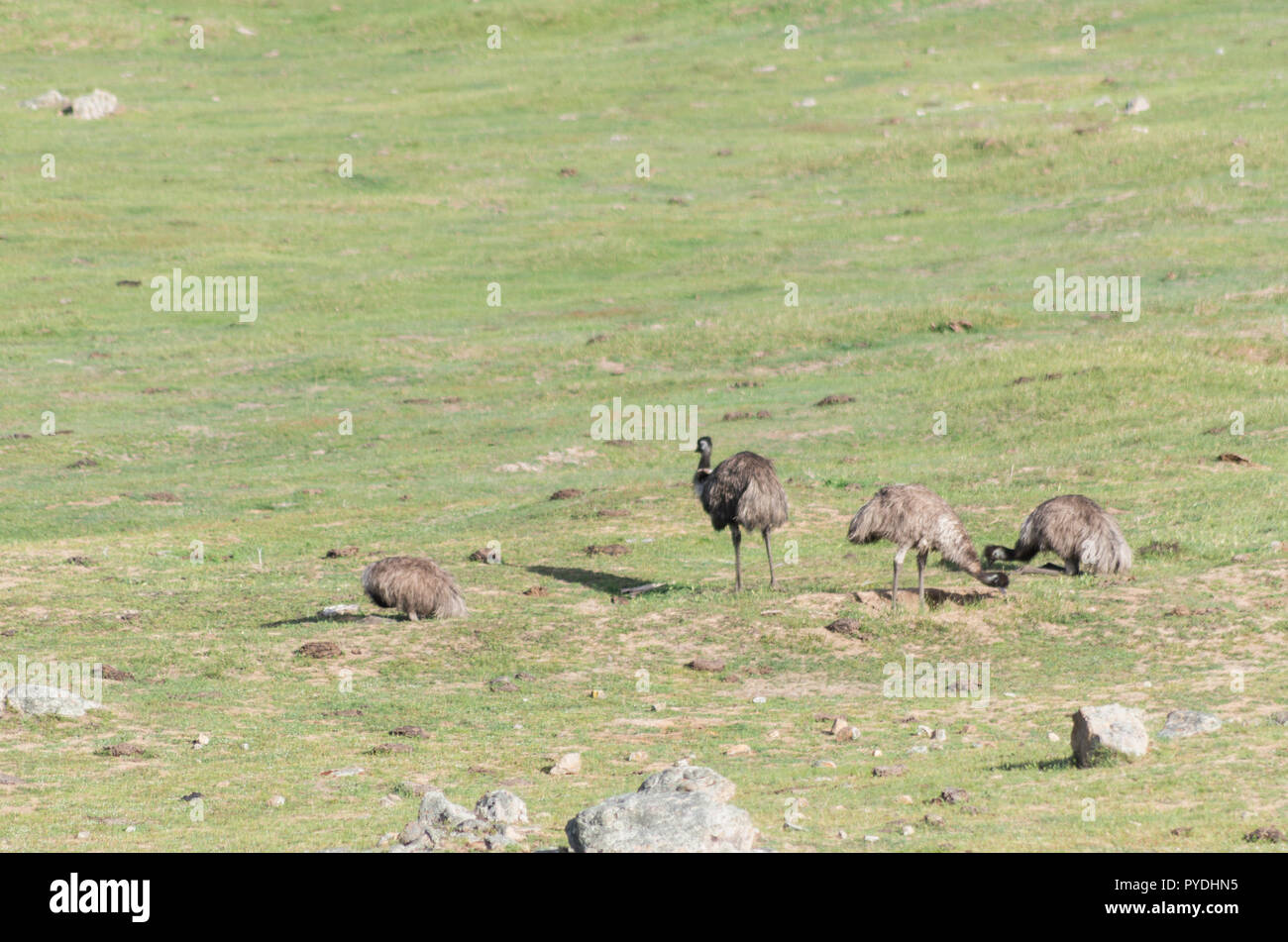 Les émeus la marche et se nourrir dans un champ dans la région de montagne enneigée Banque D'Images