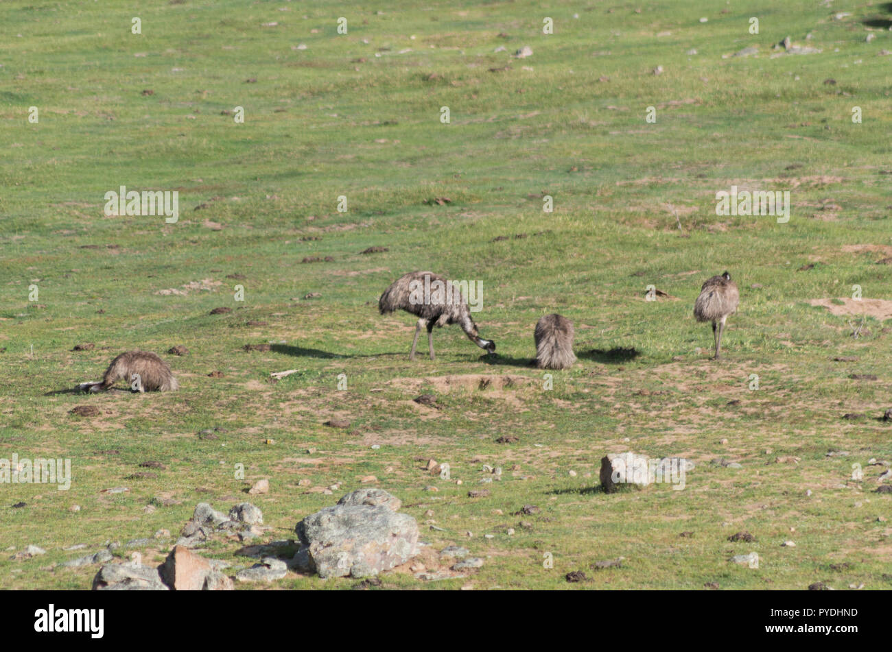 Les émeus la marche et se nourrir dans un champ dans la région de montagne enneigée Banque D'Images