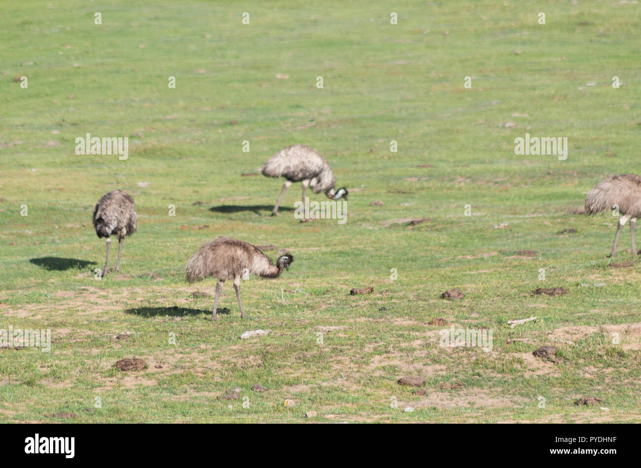 Les émeus la marche et se nourrir dans un champ dans la région de montagne enneigée Banque D'Images