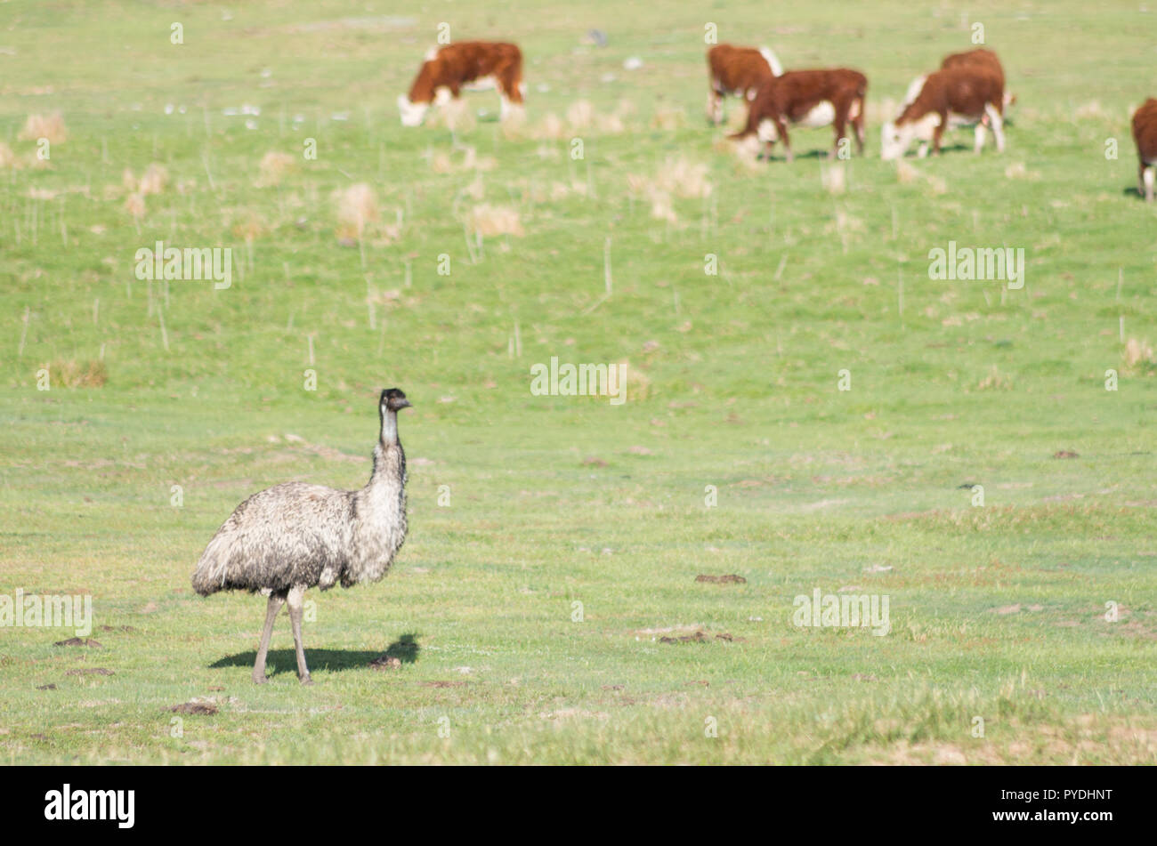 Les émeus la marche et se nourrir dans un champ avec des vaches dans le salon Banque D'Images
