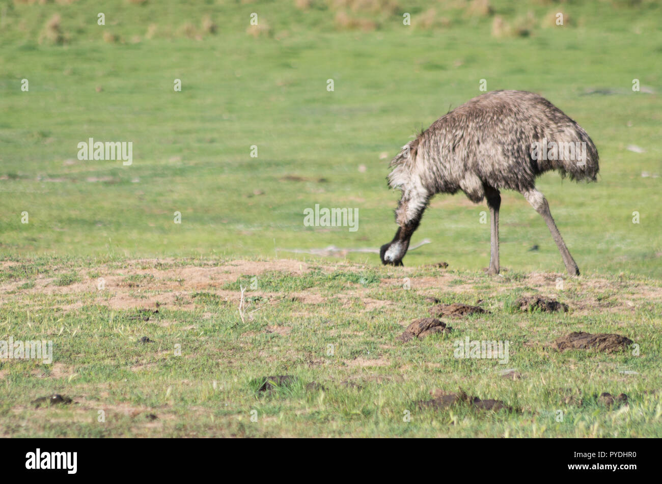 Les émeus la marche et se nourrir dans un champ dans la région de montagne enneigée Banque D'Images