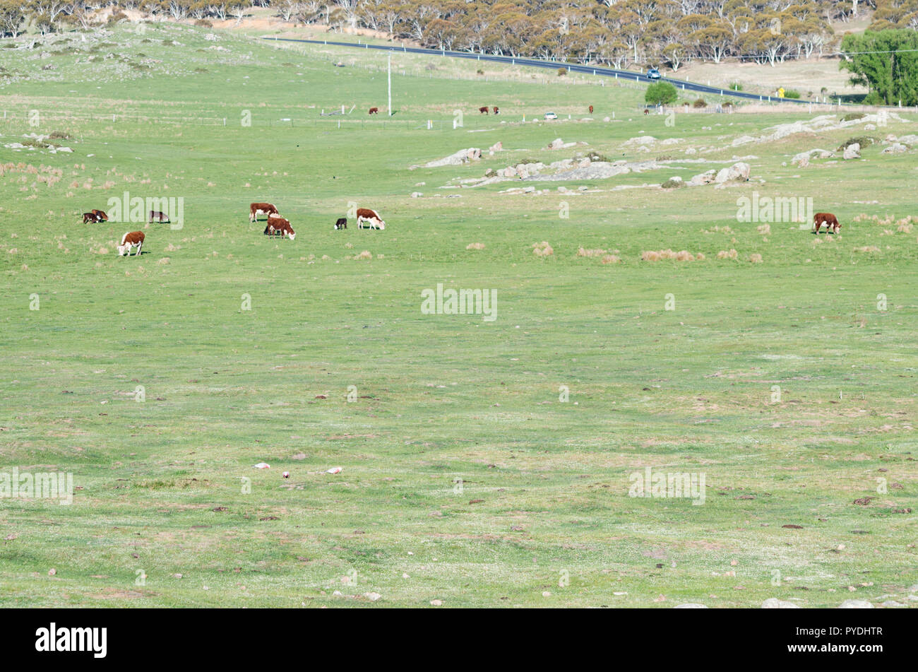 Gallahs dans un champ avec des vaches se nourrir Banque D'Images