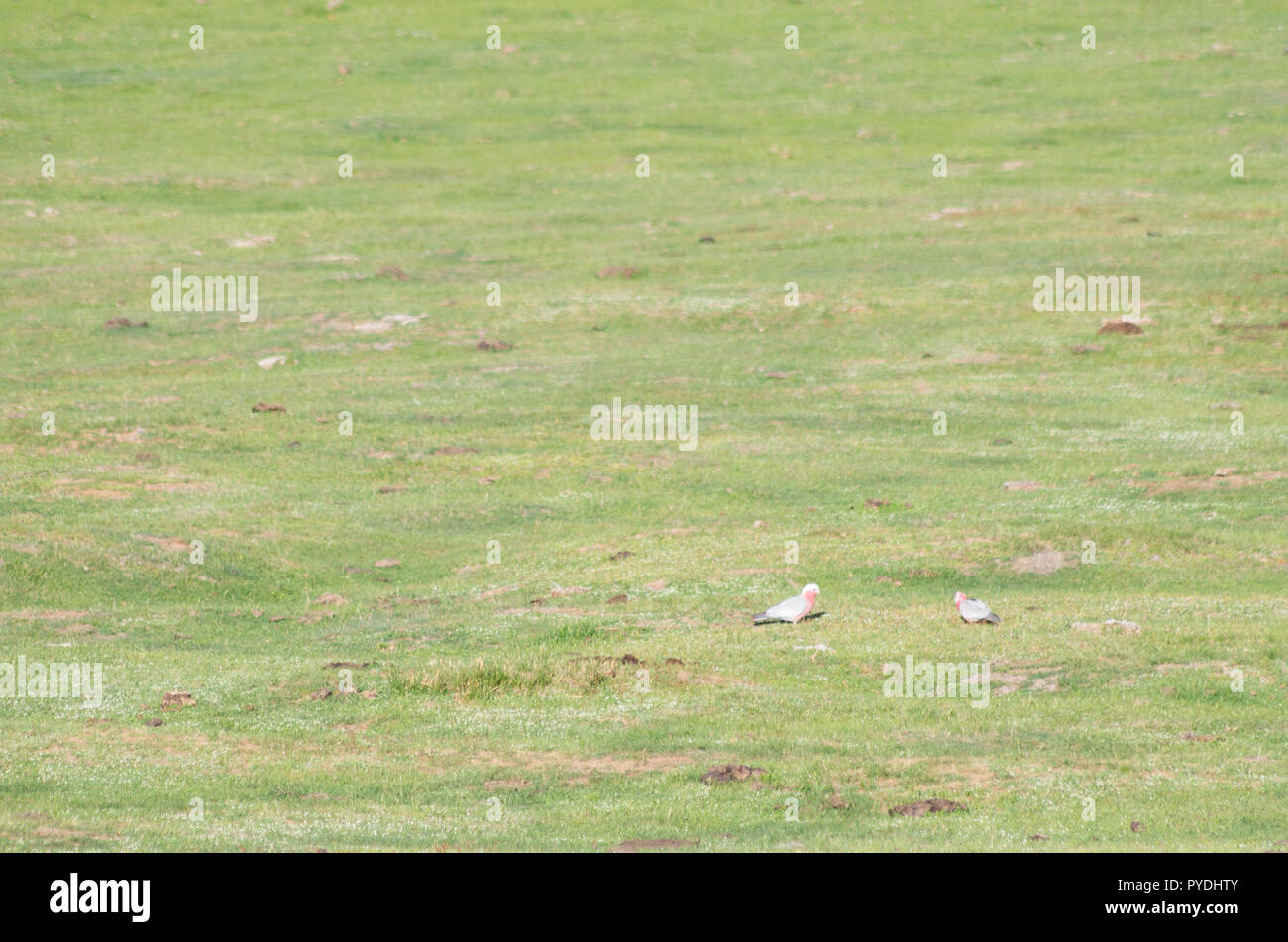 L'alimentation dans un champ Gallahs Banque D'Images