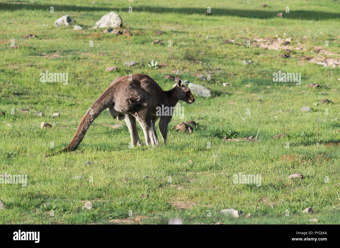 Kangourou mâle sauvage dans un champ agricole le pâturage Banque D'Images