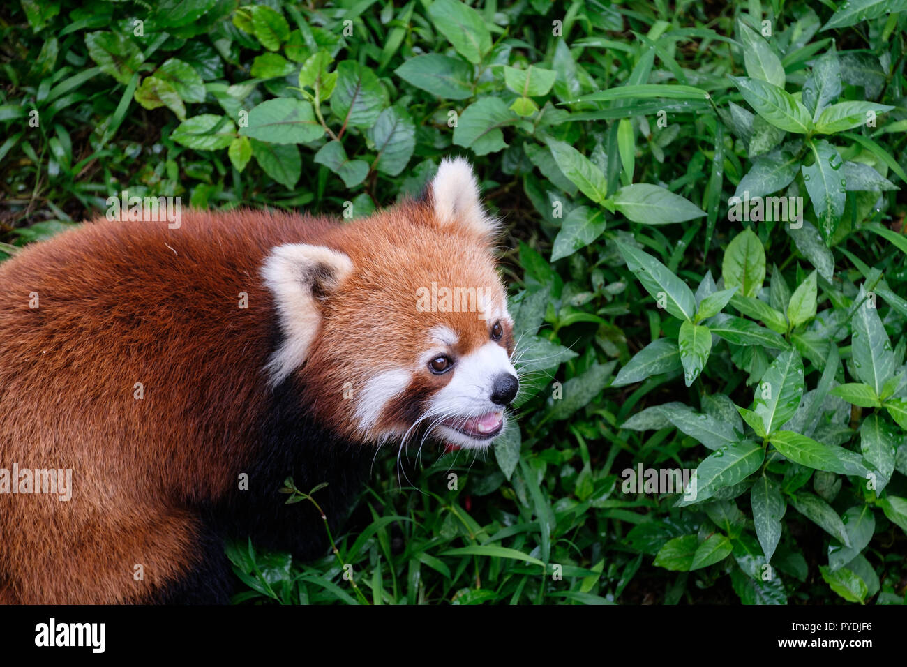 Panda Wallpaper Banque D Image Et Photos Alamy Panda Wallpaper Banque D Image Et Photos Alamy