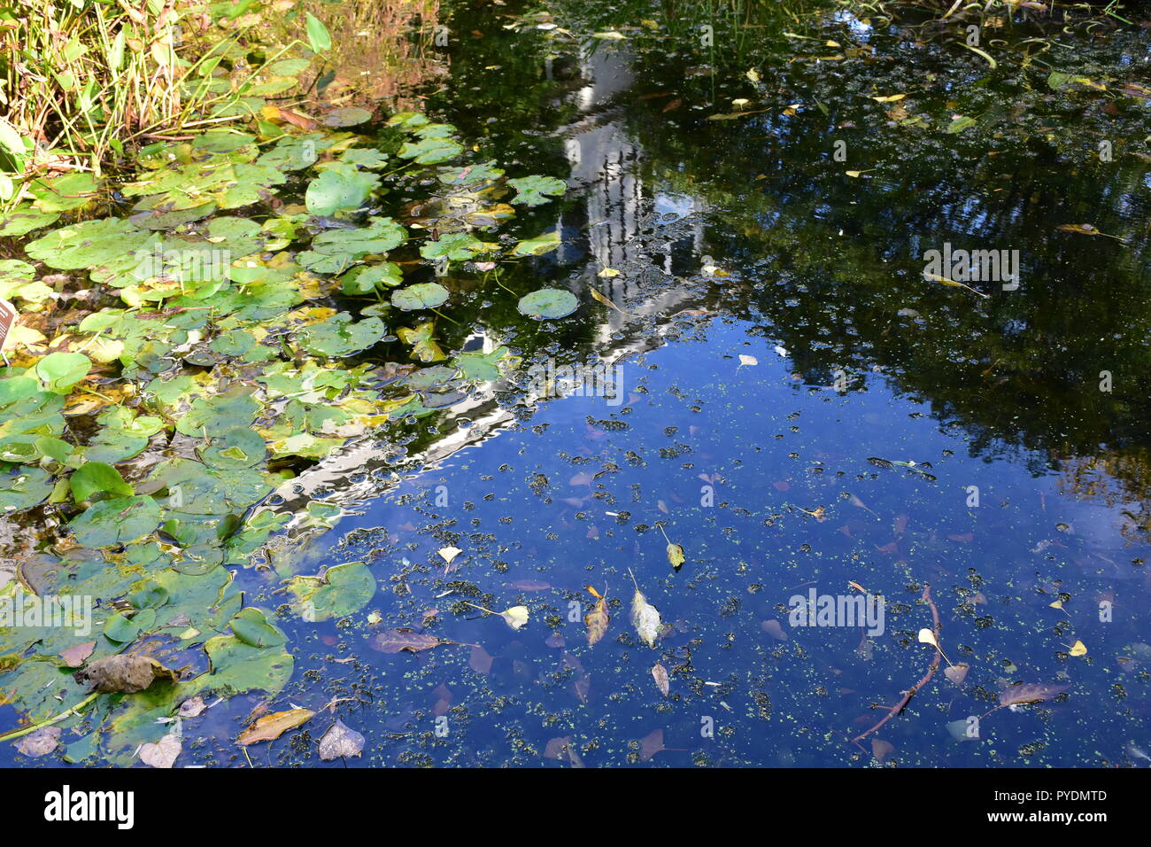 Lillie pond et réflexions Banque D'Images