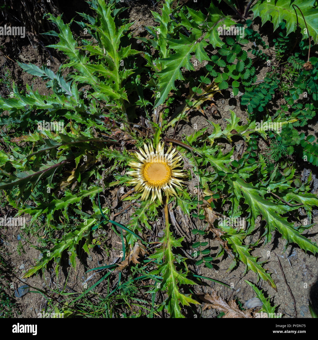 Fleur carline nain close up detail. Pyrénées en Espagne Banque D'Images