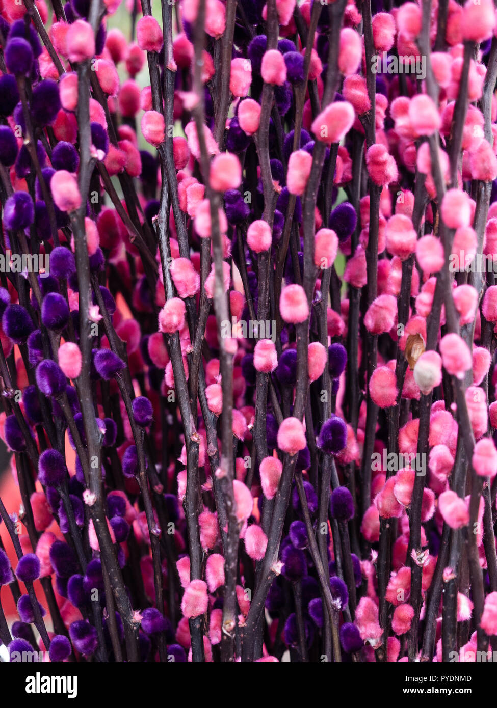 Rose et violet composition fleurs Banque D'Images