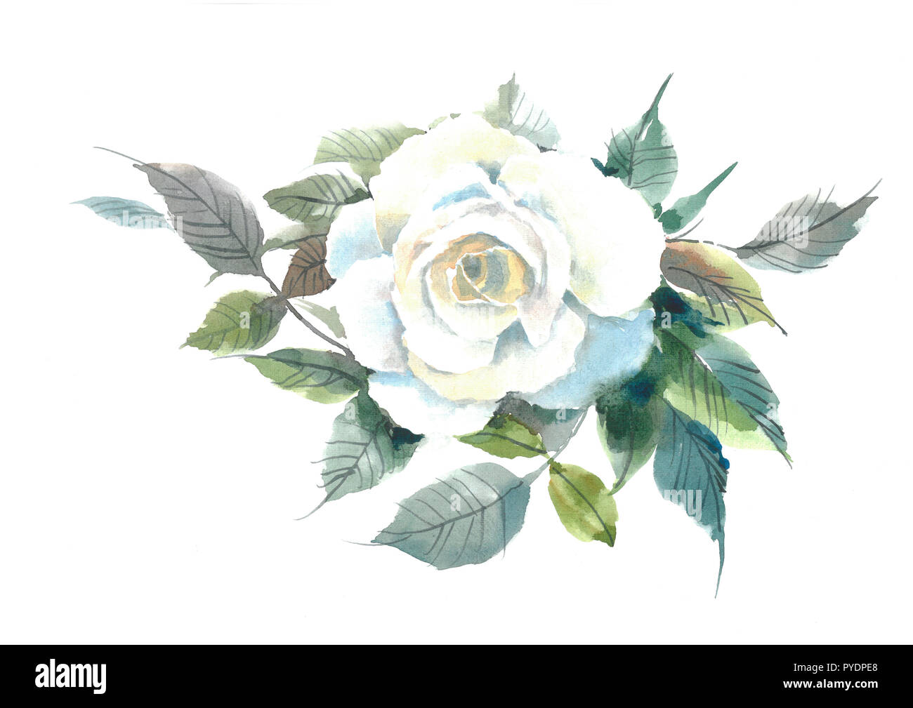 Offres fleurs rose blanche. Fleurs à l'aquarelle. Fond d'aquarelle Photo  Stock - Alamy