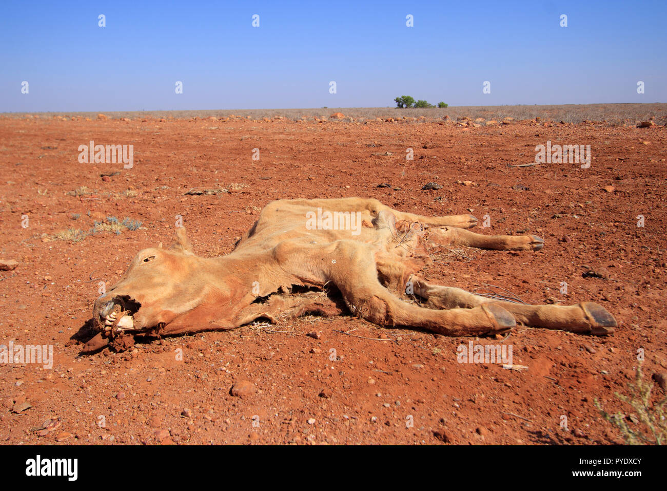 Mort d'un veau momifié dans le désert australien outback avec sol rouge et bleu ciel. Banque D'Images