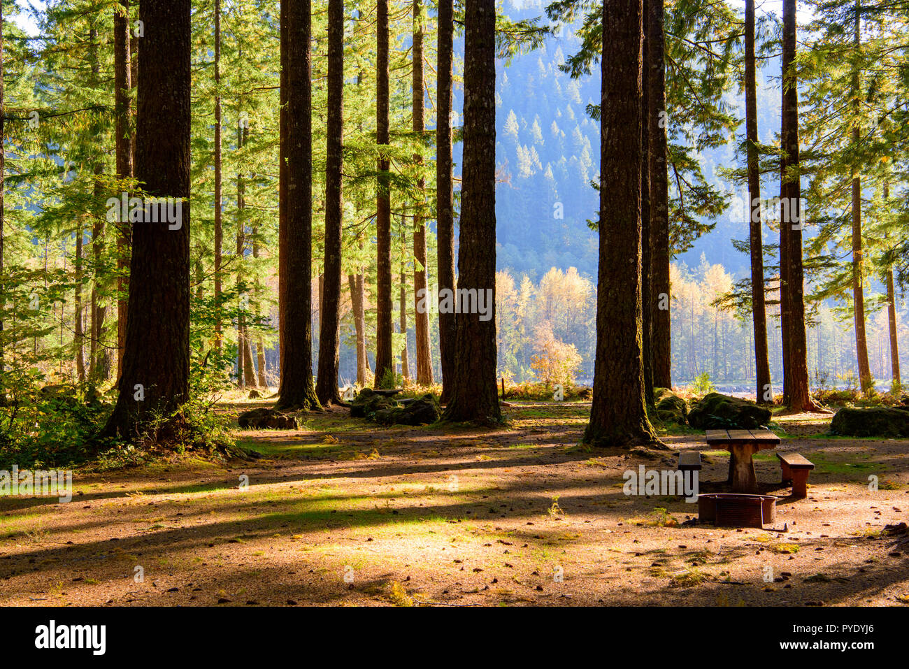 Site de camping au nord-ouest du Pacifique Banque D'Images