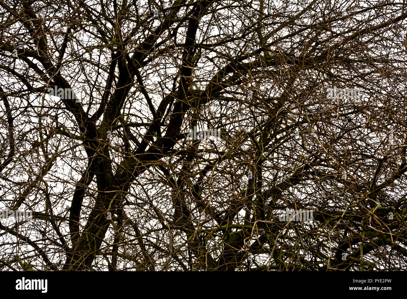 Branches sans feuilles de vieux arbres au début du printemps à l'encontre d'un ciel nuageux. Banque D'Images