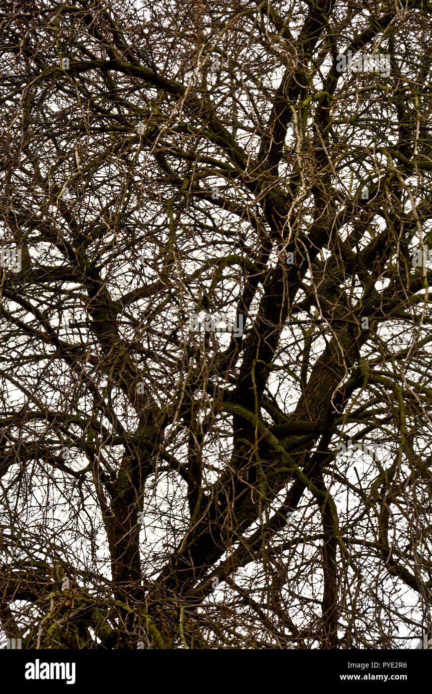 Branches sans feuilles de vieux arbres au début du printemps à l'encontre d'un ciel nuageux. Banque D'Images