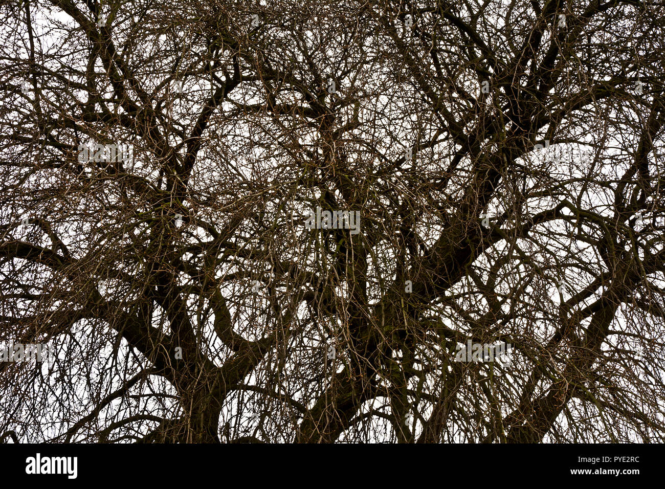 Branches sans feuilles de vieux arbres au début du printemps à l'encontre d'un ciel nuageux. Banque D'Images