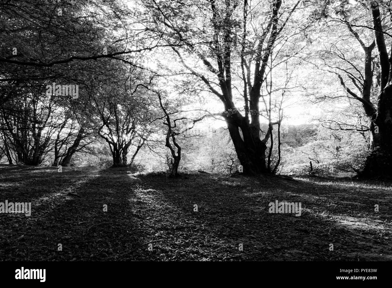 Forêt de hêtres dans Canfaito (Marches, Italie) au coucher du soleil avec de longues ombres Banque D'Images