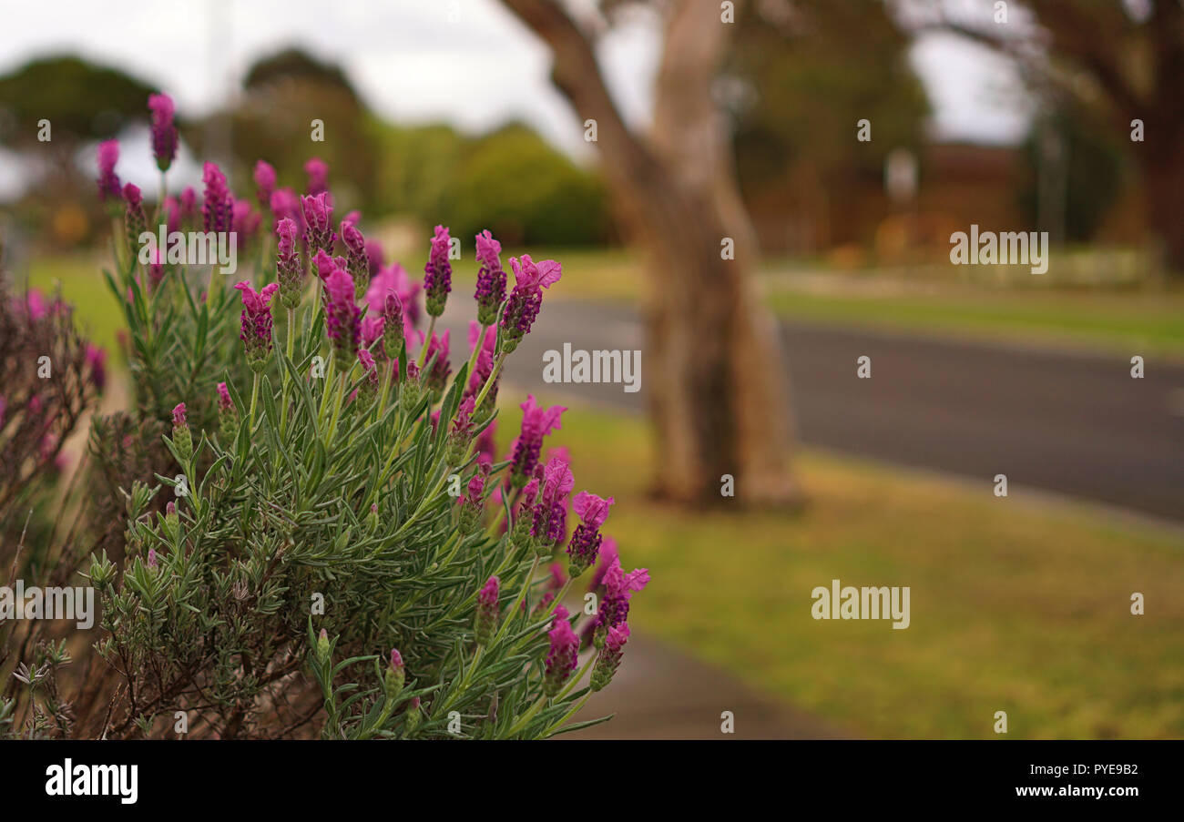 Plantes lupin mauve Banque D'Images