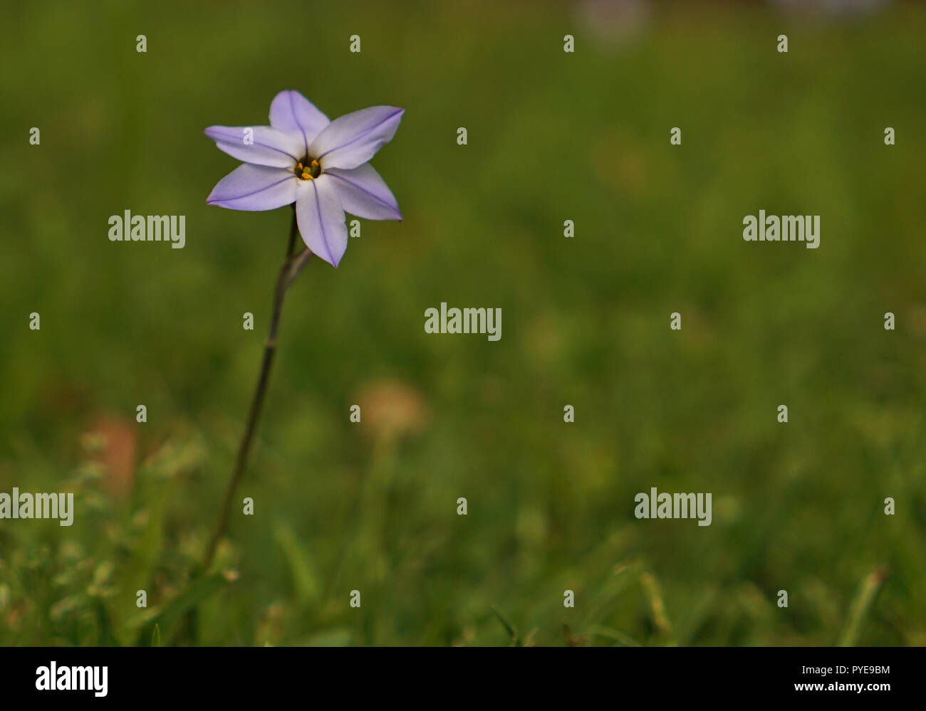 Vue rapprochée de la petite fleur violette pourpre Banque D'Images