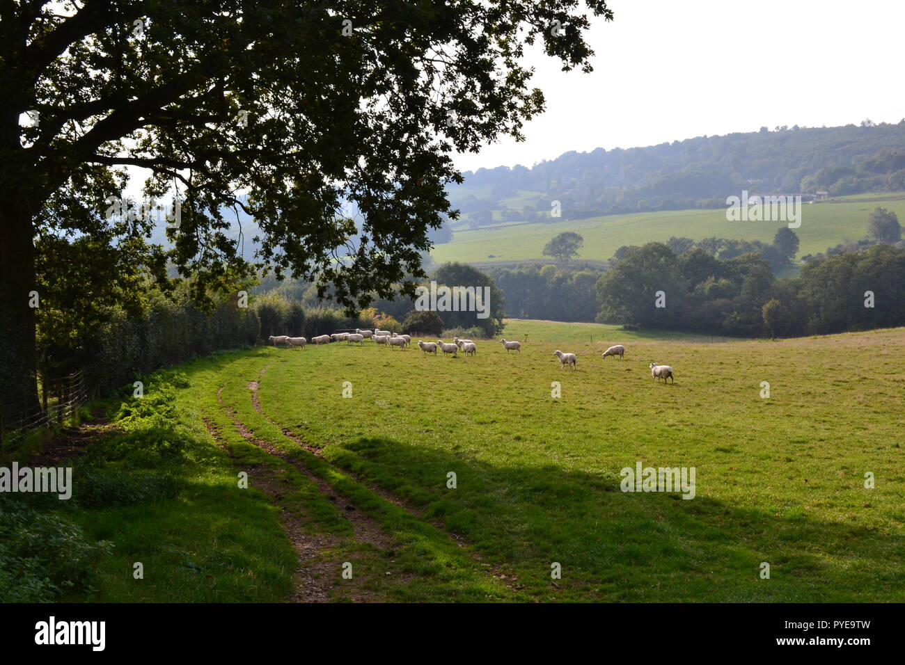 Scène pastorale dans la vallée entre l'Ide et Hill, près de bois Scords Emmetts Garden, Kent, Angleterre, Royaume-Uni. Un jour au début de l'automne avec un soleil. Banque D'Images