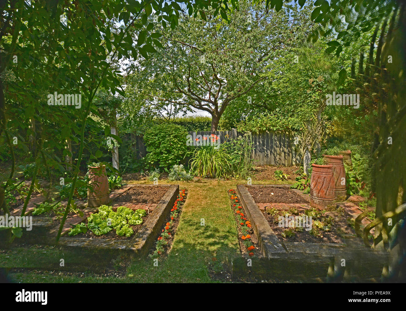 Potager dans un jardin privé. Août 2018. OAKHAM, Rutland, Angleterre. Les petits potagers clos planté avec des lits surélevés Banque D'Images