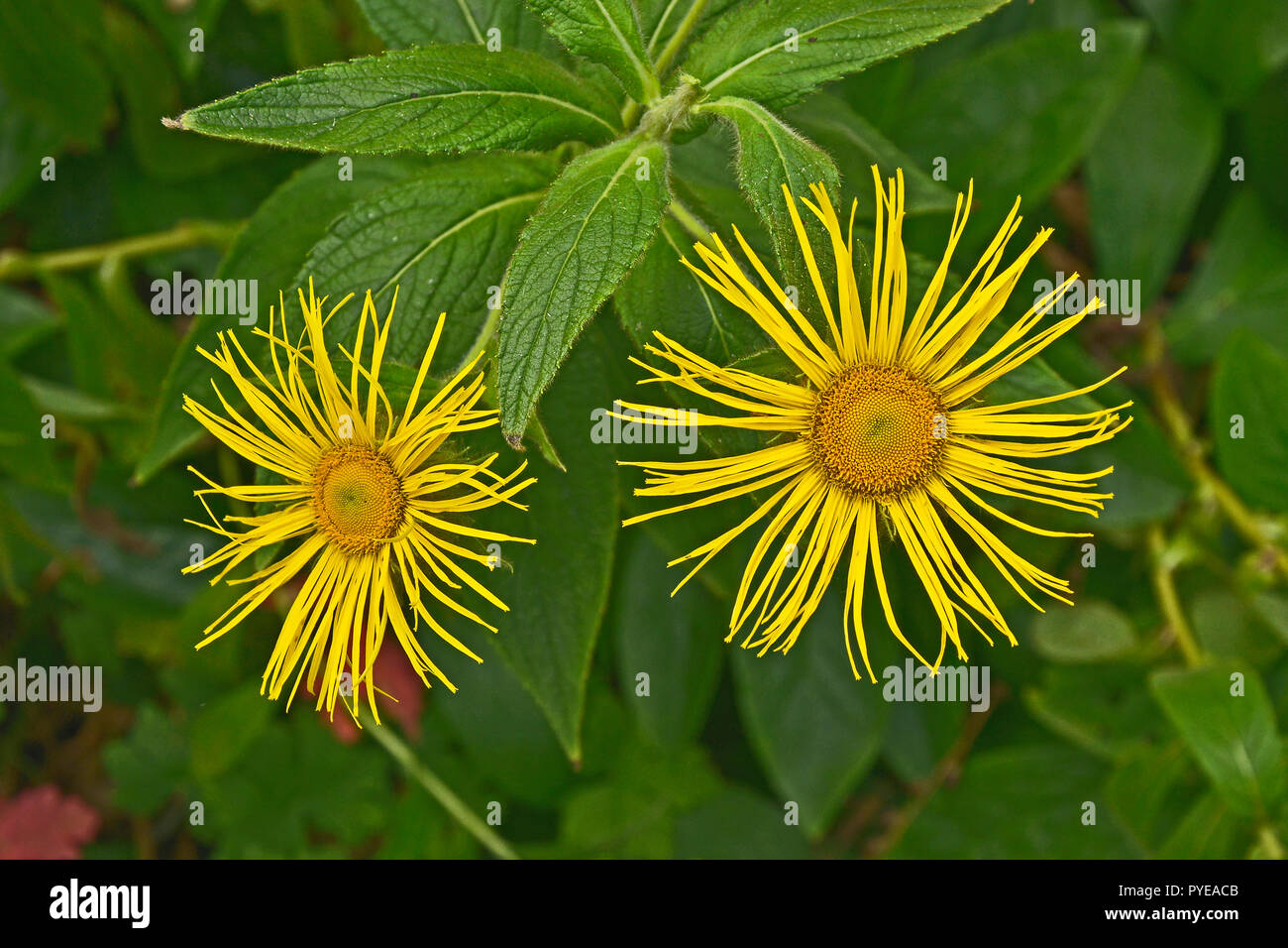 La floraison de près de l'Inula royleana Grande Aunée Banque D'Images