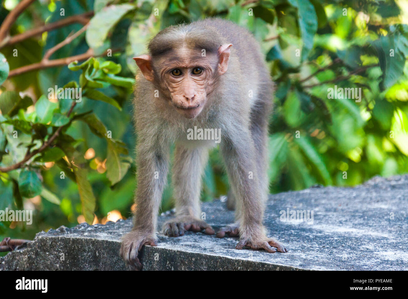 Bonnet monkey sont de couleur gris brun foncé et une circulaire bien défini  avec la longue queue, les deux tiers de sa longueur Photo Stock - Alamy