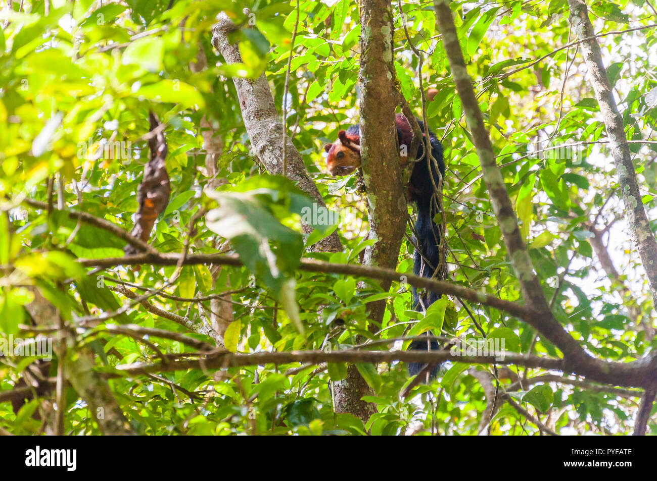 L'écureuil géant indien Malabar, ou écureuil géant, est un grand arbre d'espèces d'écureuil genre Ratufa originaire de l'Inde. C'est un gros rythme diurne, arb Banque D'Images