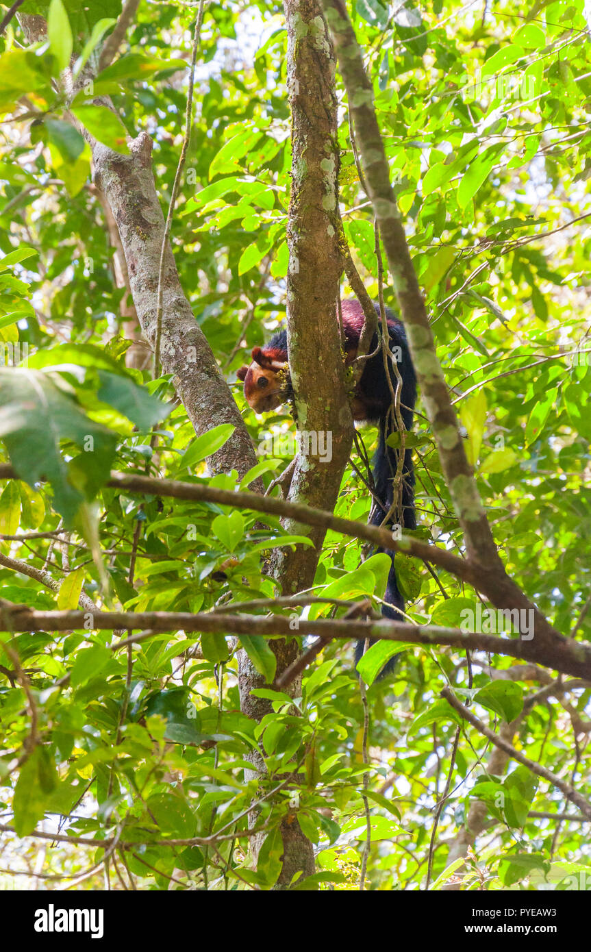 L'écureuil géant indien Malabar, ou écureuil géant, est un grand arbre d'espèces d'écureuil genre Ratufa originaire de l'Inde. C'est un gros rythme diurne, arb Banque D'Images