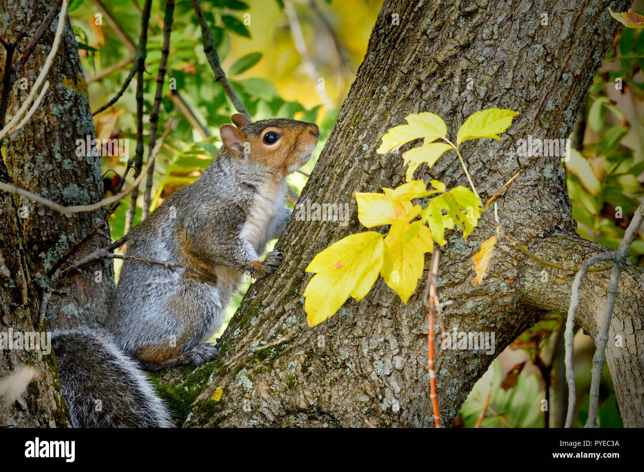 Un écureuil gris 'Sciurus carolinensis', prêt à dash jusqu'le tronc de l'arbre et pas de danger pour la sécurité d'un grand érable au Sussex Nouveau Brunswi Banque D'Images