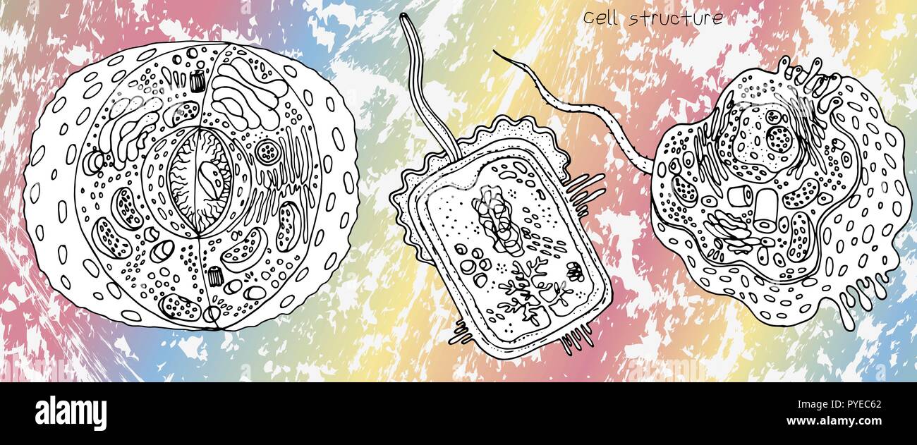 Cellule animale, végétale et cellulaire bactérienne structure cellulaire, la section anatomie détaillée et colorée de la biologie moléculaire sur les sciences de la conception Illustration de Vecteur