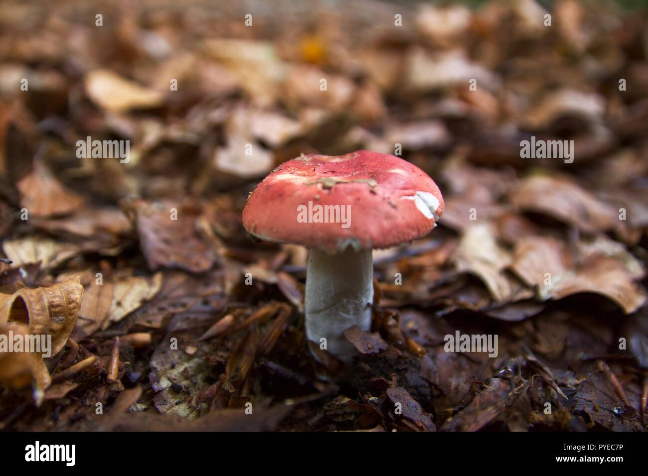 Un champignon plafonné rouge ou toadstool dans les feuilles d'automne dans la forêt d'Epping, Angleterre Banque D'Images