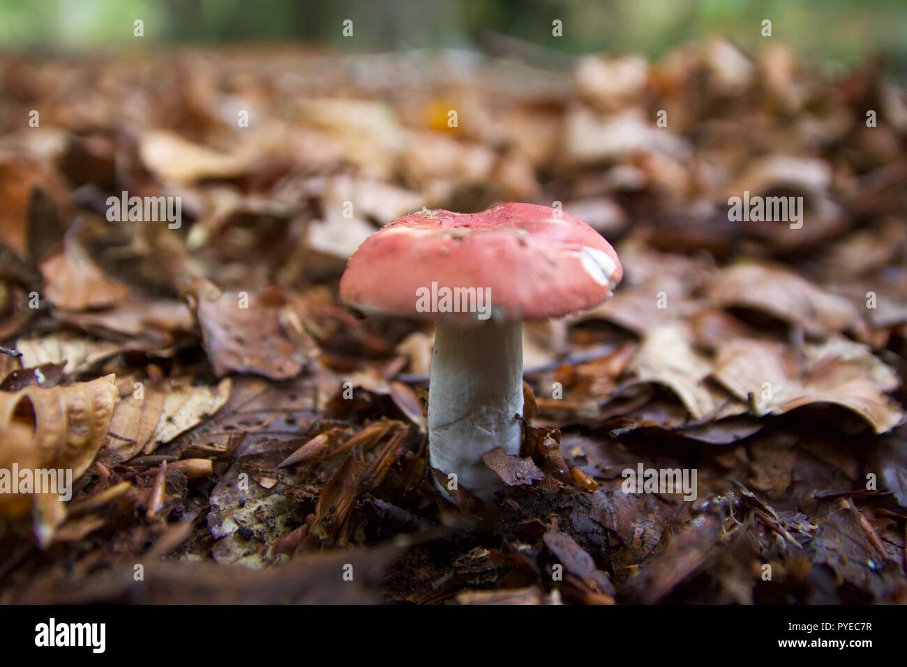 Un champignon plafonné rouge ou toadstool dans les feuilles d'automne dans la forêt d'Epping, Angleterre Banque D'Images