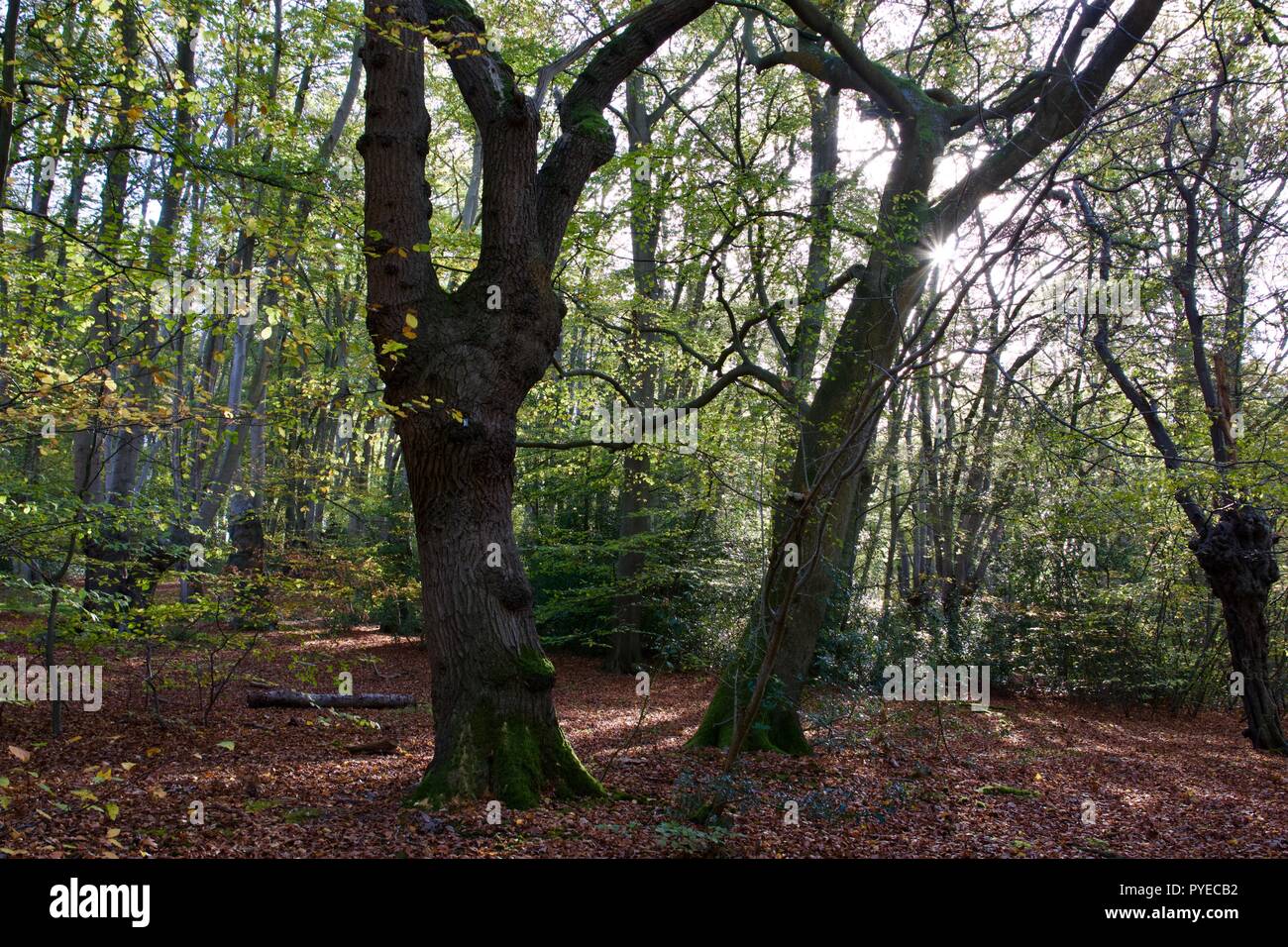 La forêt d'Epping à l'automne avec des feuilles rouges sur le sol et le soleil à travers les arbres Banque D'Images