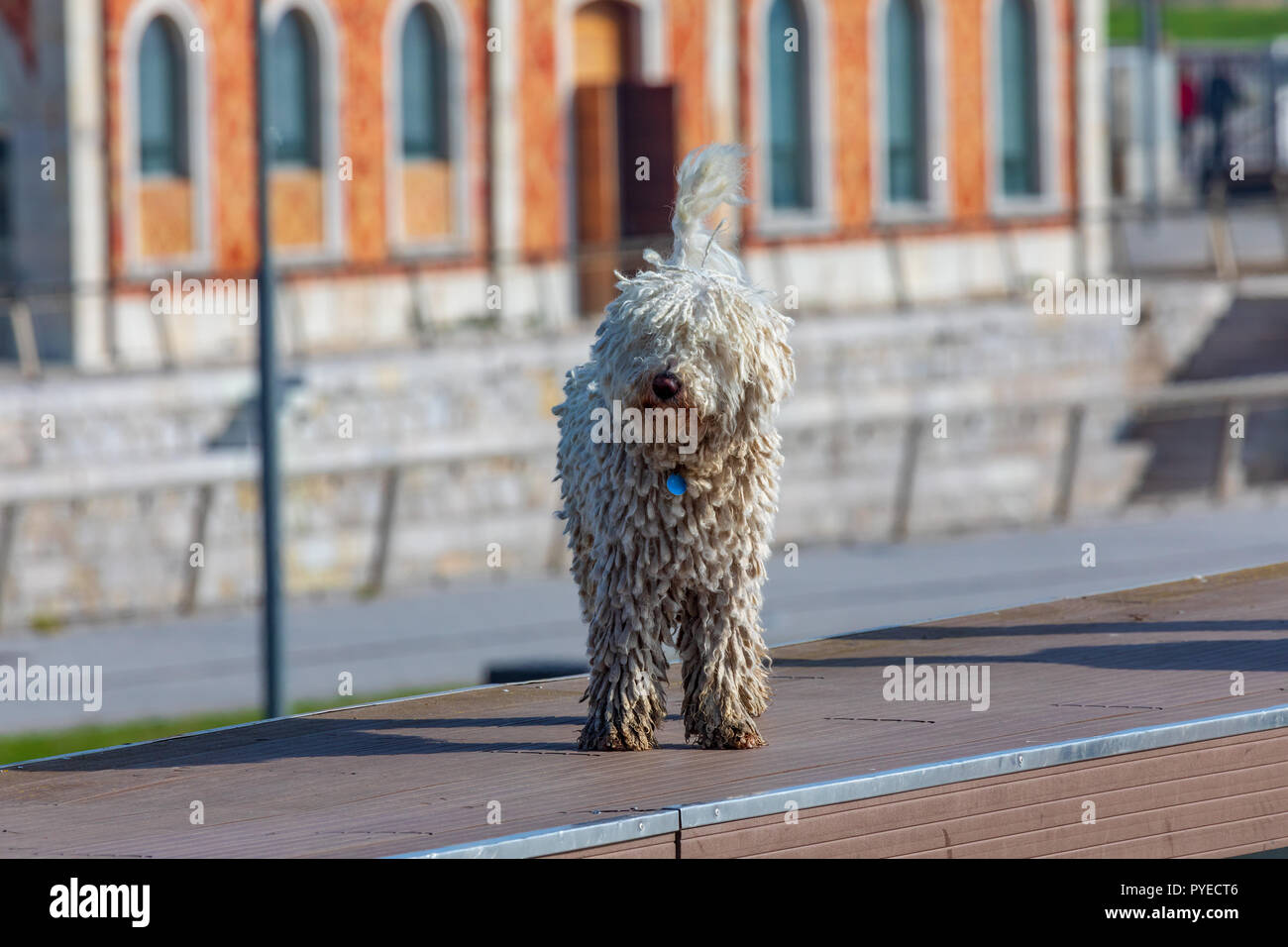Chien d