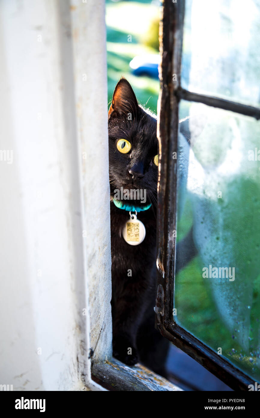 Chat noir avec des yeux jaunes et un QR code tag autour du cou d'oeil par une fenêtre s'attachant à obtenir dans la chambre Banque D'Images