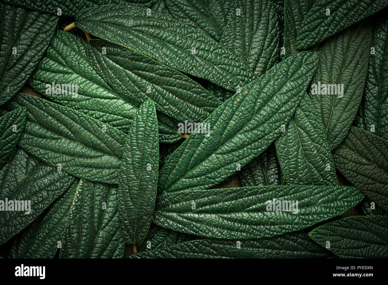 Fond vert feuilles Banque D'Images