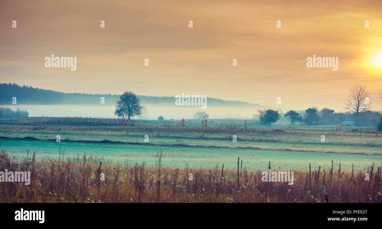 Le lever du soleil sur le champ dans l'early misty morning Banque D'Images