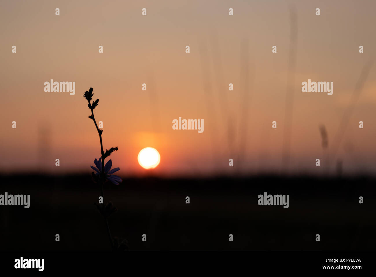 Silhouette de pissenlit contre le coucher du soleil en violet couleur pastel Banque D'Images