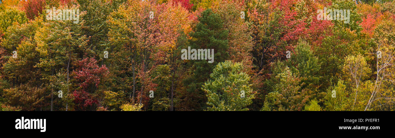 Couleurs d'automne lumineux de feuillage d'automne Banque D'Images