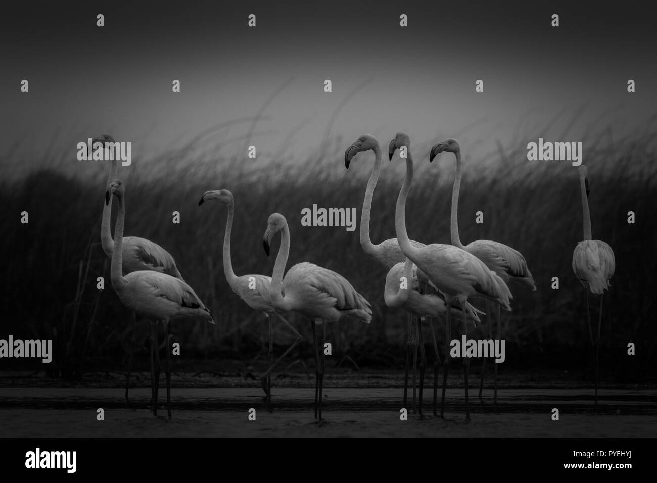 Cette image de flamants est prise au Gujarat en Inde. Banque D'Images