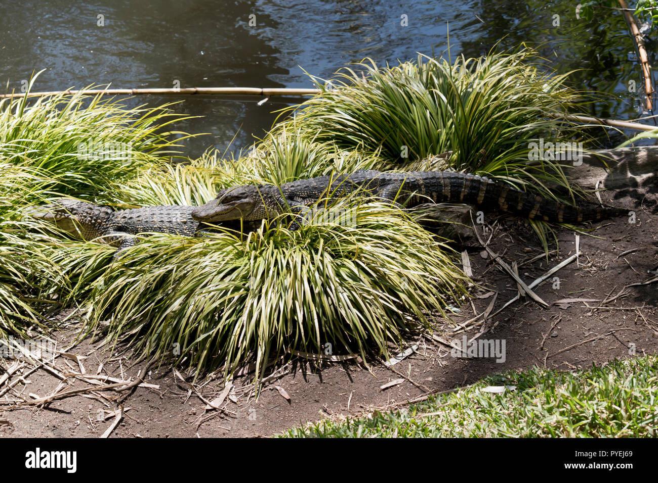 Les deux jeunes alligators se reposent sur l'herbe Banque D'Images
