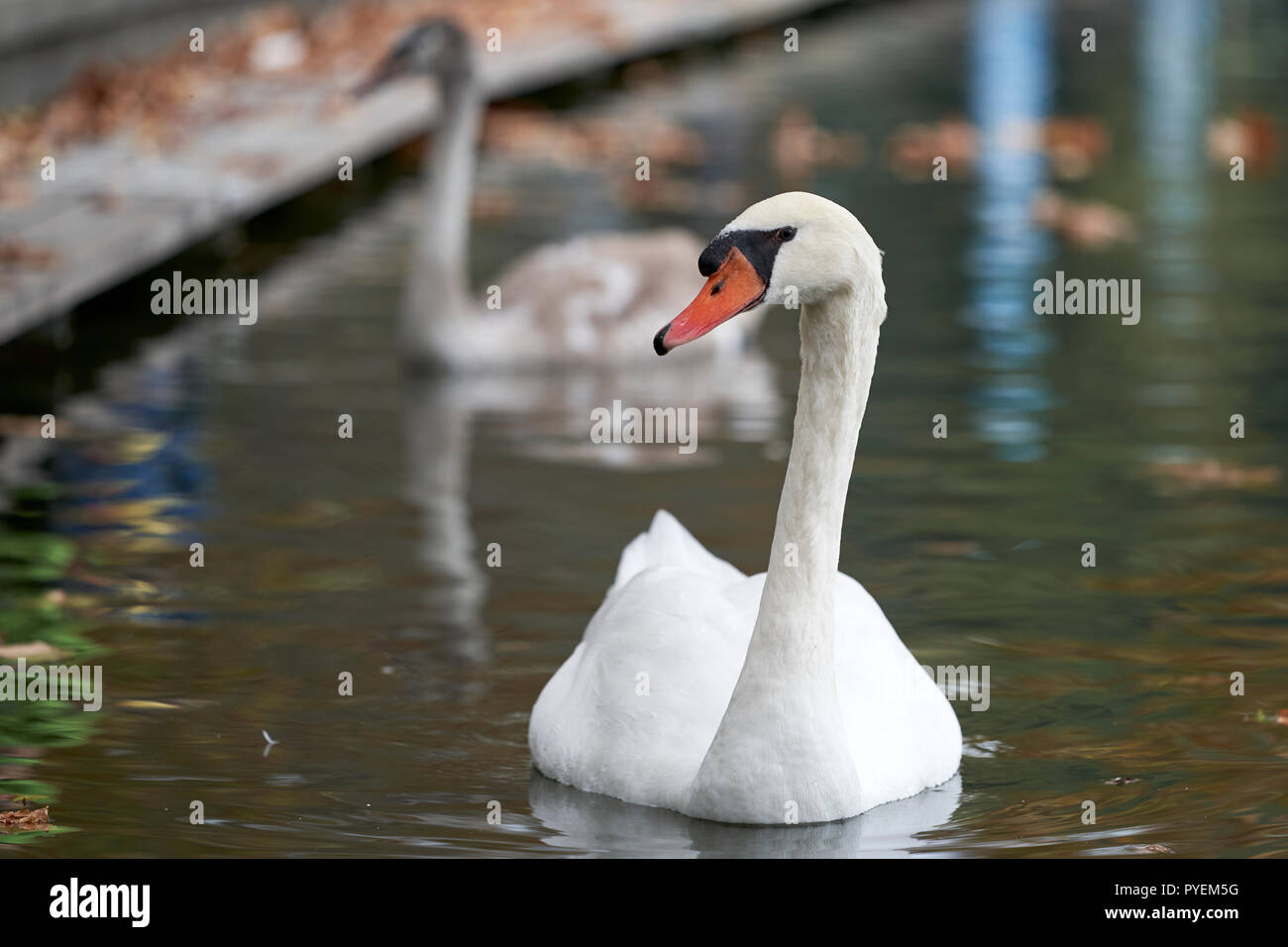 Swan adultes nager dans le lac Banque D'Images